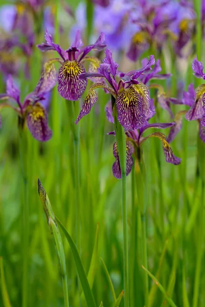 Lila Blommor Sibirisk Iris Naturlig Bakgrund Iris Sibirica Vårträdgården Sibirisk — Stockfoto