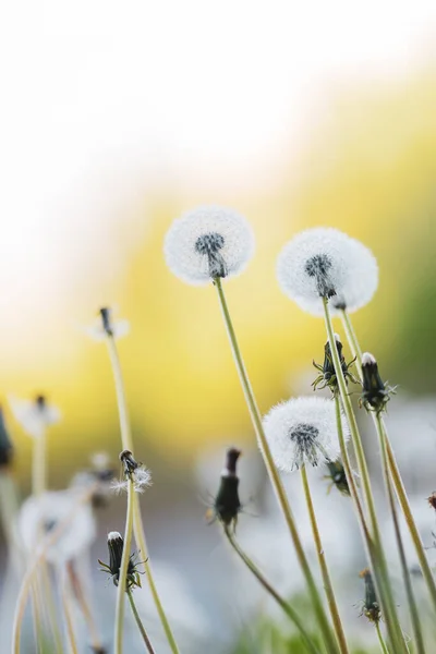 Fondo Con Dientes León Taraxacum Bolas Soplar — Foto de Stock