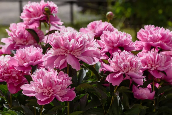 Belle Peonie Rosa Giardino — Foto Stock