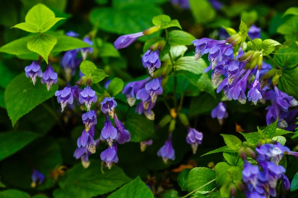 Bahar bahçesinde Mor Meehania urticifolia çiçekleri