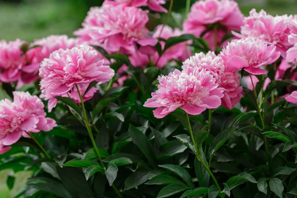 Belle Peonie Rosa Giardino — Foto Stock