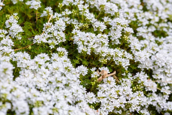 Blühender Brecklandthymian Thymus Serpyllum Nahaufnahme Weißer Blüten Aus Wildem Thymian — Stockfoto