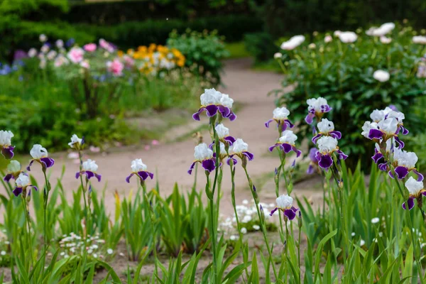 Blooming Iris Iris Germanica Spring Garden Flowers Bearded Iris Natural — Stock Photo, Image