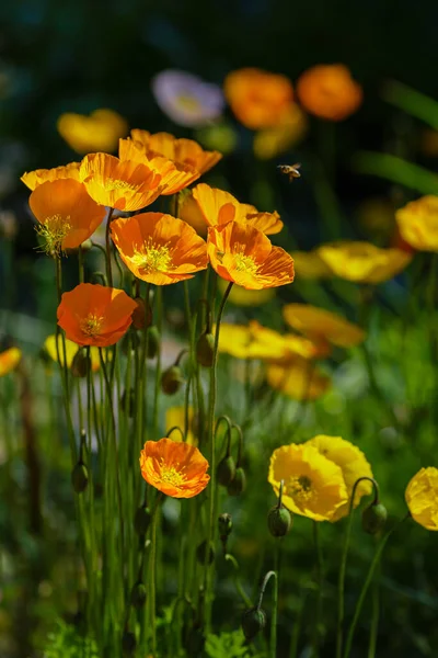 Eschscholzia Californica Steingarten Orangefarbene Blüten Des Kalifornischen Mohns Frühlingsgarten — Stockfoto