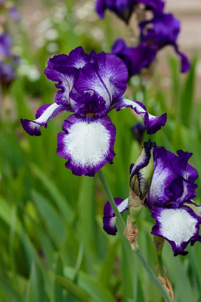 Blooming Iris Iris Germanica Spring Garden Flowers Bearded Iris Natural — Stock Photo, Image