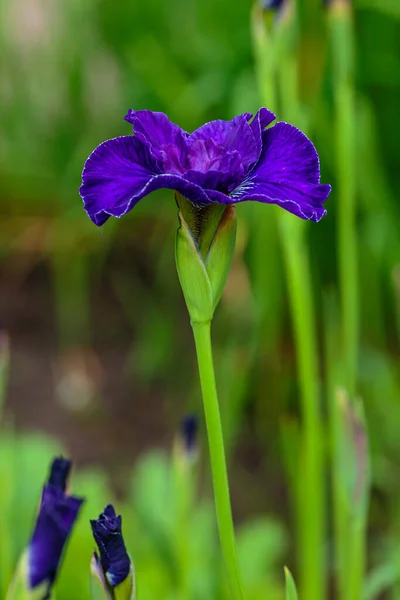 Flor Roxa Íris Siberiana Fundo Natural Iris Sibirica Jardim Primavera — Fotografia de Stock