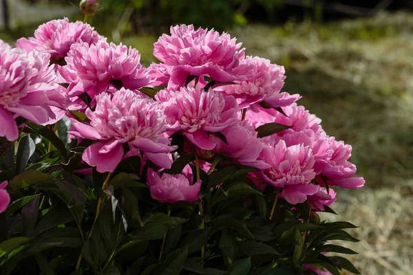 Belles Pivoines Roses Dans Jardin — Photo