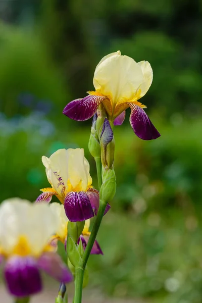 Bloeiende Iris Iris Germanica Lente Tuin Bloemen Van Bebaarde Iris — Stockfoto