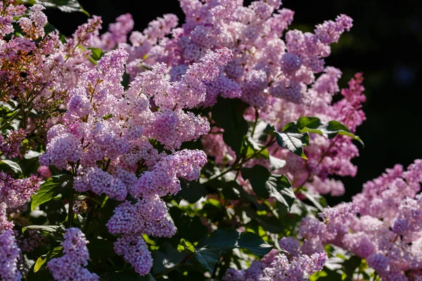 Syringa Branches Florissantes Lilas Printemps Floraison Luxuriante Lilas Fonds Printanier — Photo