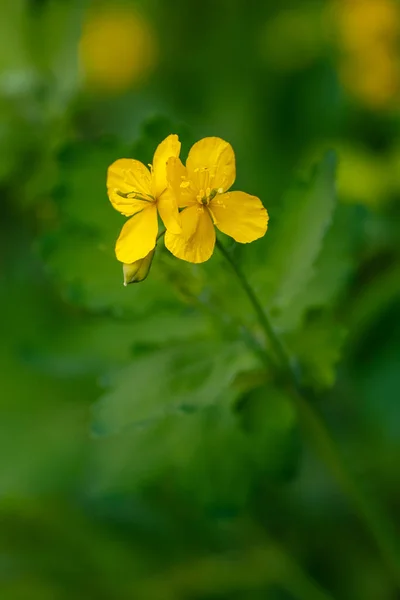 Sárga Virágok Celandine Chelidonium Természetes Háttérben Gyógynövény Kertben — Stock Fotó