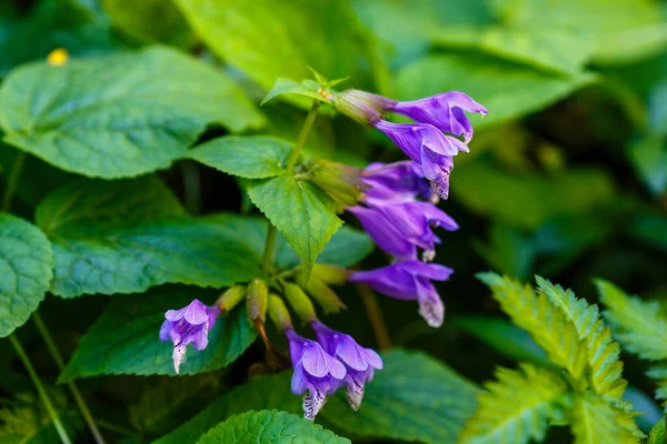 Bahar bahçesinde Mor Meehania urticifolia çiçekleri