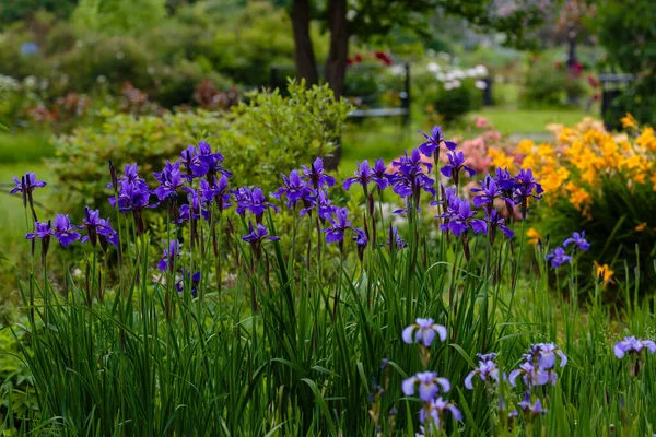 Fialové Květy Sibiřské Duhovky Přirozeném Prostředí Iris Sibirica Jarní Zahradě — Stock fotografie