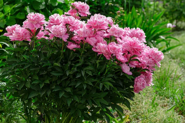 Belles Pivoines Roses Dans Jardin — Photo