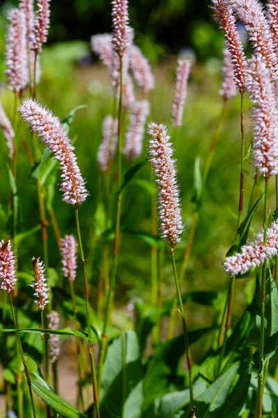 Polygonum Bistorta Jardín Primavera Persicaria Bistorta Una Planta Medicinal — Foto de Stock