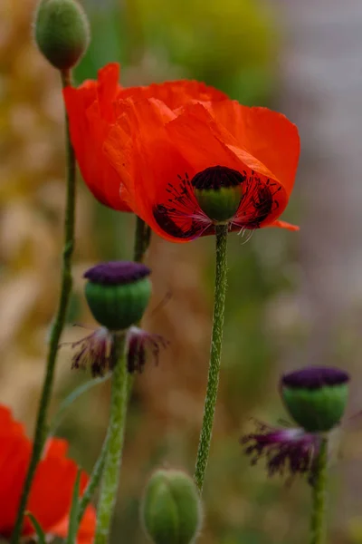 東洋のポピーの花 パパベルオリエンタルは庭の壮大な多年生植物です — ストック写真