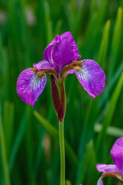 Fialový Květ Sibiřské Duhovky Přirozeném Prostředí Iris Sibirica Jarní Zahradě — Stock fotografie