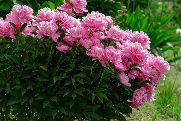 Belles Pivoines Roses Dans Jardin — Photo