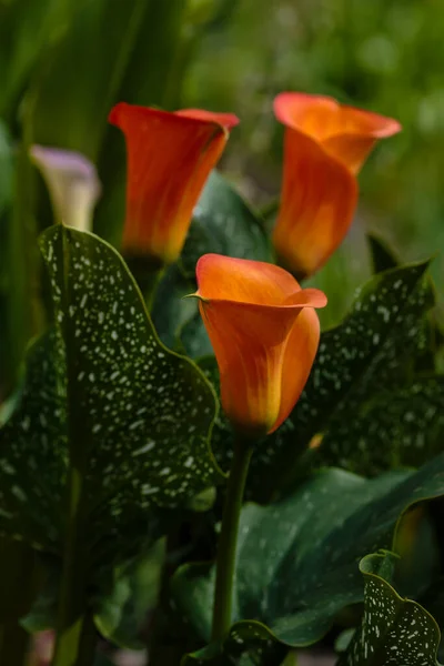 Orangefarbene Calla Lilienblüten Zantedeschia Aethiopica Arum Lily Varkoor Garten — Stockfoto