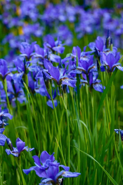 Flores Púrpuras Iris Siberiano Fondo Natural Iris Sibirica Jardín Primavera —  Fotos de Stock