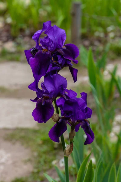 Kwitnąca Tęczówka Iris Germanica Wiosennym Ogrodzie Kwiaty Tęczówki Brodatej Naturalnym — Zdjęcie stockowe