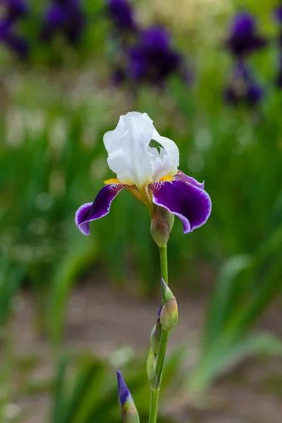 ひげそりした虹彩の白と紫の花 アイリスGermanica 庭でドイツの虹彩を育てる — ストック写真