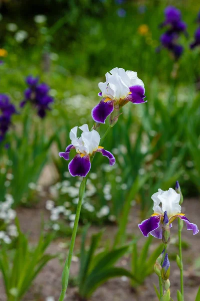 Цветущая Радужная Оболочка Iris Germanica Весеннем Саду Цветы Бородатой Радужки — стоковое фото