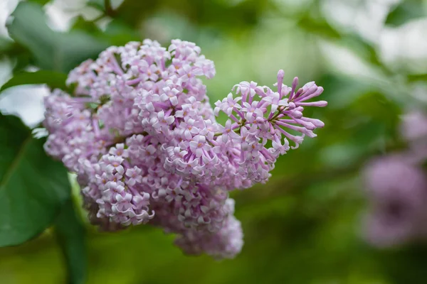 Syringa Blooming Branches Lilac Springtime Lush Bloom Lilac Spring Background — Stock Photo, Image