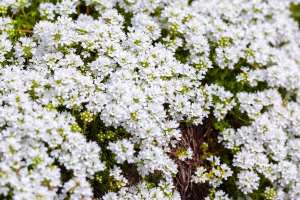 Blühender Brecklandthymian Thymus Serpyllum Nahaufnahme Weißer Blüten Aus Wildem Thymian — Stockfoto