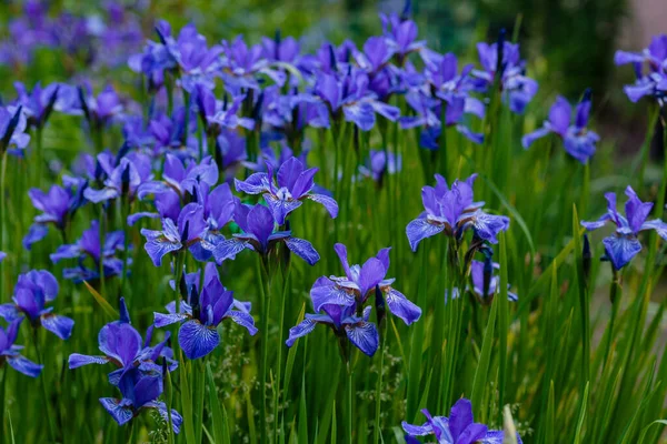 Flores Púrpuras Iris Siberiano Fondo Natural Iris Sibirica Jardín Primavera —  Fotos de Stock