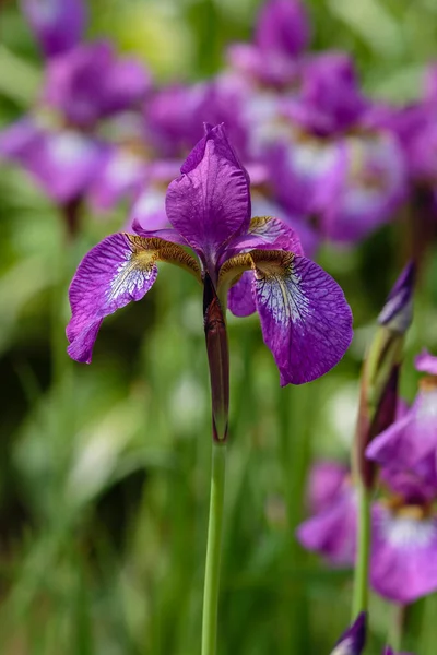 Lila Virágok Szibériai Írisz Természetes Háttérben Iris Sibirica Tavaszi Kertben — Stock Fotó