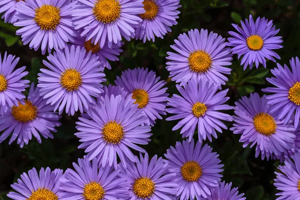 Alp Aster (Aster alpinus). Mor çiçekli dekoratif bahçe bitkileri. Kaya bahçesi için çok güzel bitkiler..