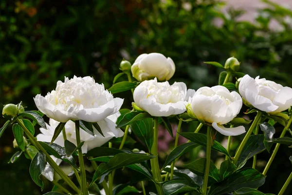 Belas Peônias Brancas Jardim — Fotografia de Stock
