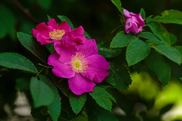 Flowers Dogrose Garden Floral Background Copyspace — Stock Photo, Image