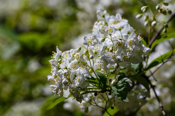 Bílé Květy Lemoine Deutzia Zahradě — Stock fotografie
