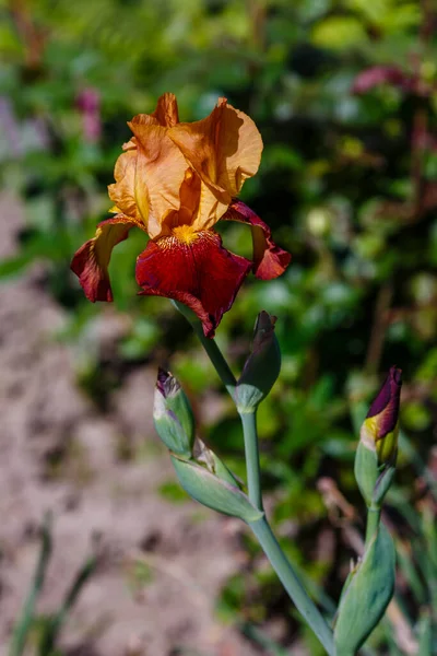 Квітка Бородатого Ірису Iris Germanica Саду Ростуть Німецькі Іриси — стокове фото