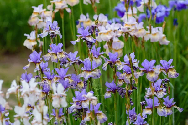 Bellissimi Fiori Blu Viola Bianco Iris Giardino Iride Siberiana Iris — Foto Stock