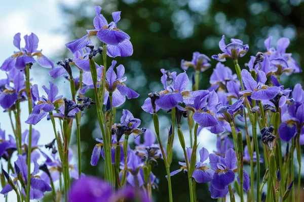 Doğal Arka Planda Sibirya Irisinin Mor Çiçekleri Bahar Bahçesinde Iris — Stok fotoğraf