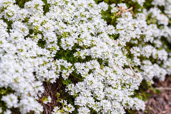 Blühender Brecklandthymian Thymus Serpyllum Nahaufnahme Weißer Blüten Aus Wildem Thymian — Stockfoto