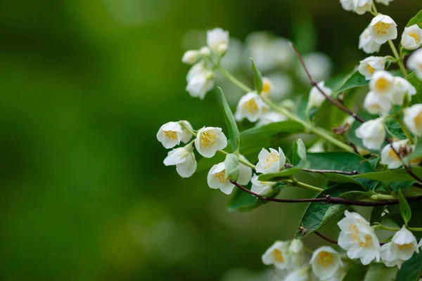 Bílé Květy Philadelphu Philadelphus Okrasný Kvetoucí Keř Zahradě — Stock fotografie