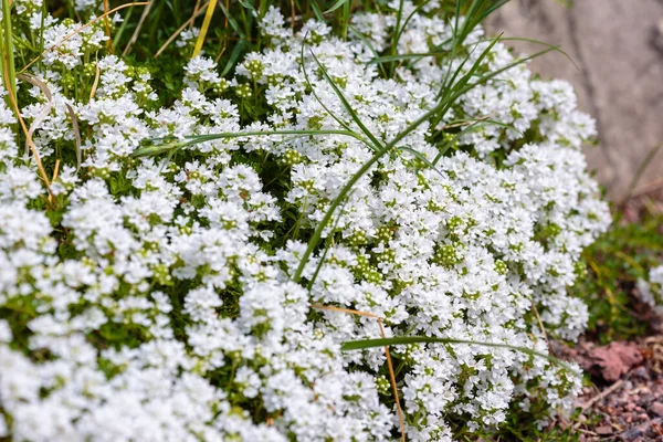 Çiçek açan kekik (Thymus serpilllum). Beyaz kekik çiçeklerini yakın plan olarak taşın üzerinde yaban kekiği. 