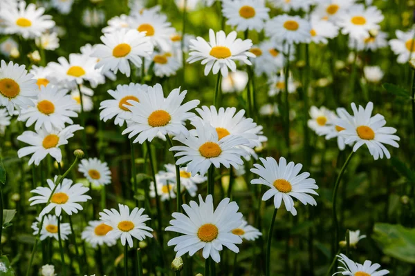Papatya çiçekleri. Oxeye papatyaları, Leucanthemum vulgare, papatyalar, Dox-eye, yaygın papatyalar, köpek papatyaları, ay papatyaları, papatyalar. Bahçe konsepti