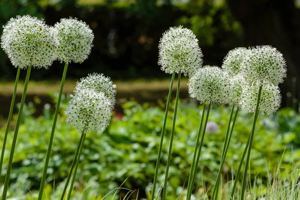 Reuzenui Allium Giganteum Bloeit Allium Sierui Lentetuin — Stockfoto