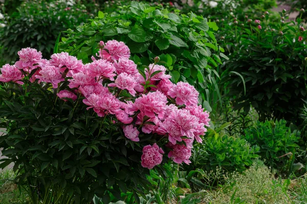 Bahçedeki güzel pembe şakayıklar