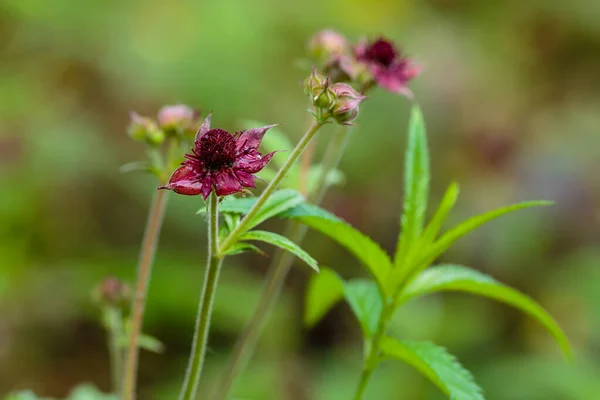 Red Comarum Palustre Inflorescence Marsh Cinquefoil Medicinal Plants Wild — Stock Photo, Image