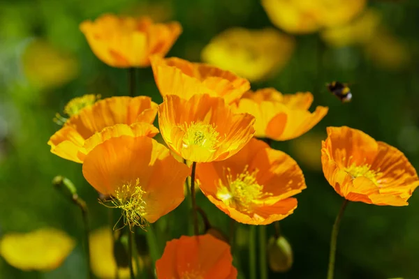 Eschscholzia Californica Steingarten Orangefarbene Blüten Des Kalifornischen Mohns Frühlingsgarten — Stockfoto