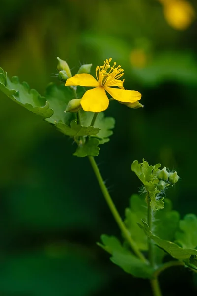 Gele Bloem Van Celandine Chelidonium Natuurlijke Achtergrond Geneeskrachtige Plant Tuin — Stockfoto