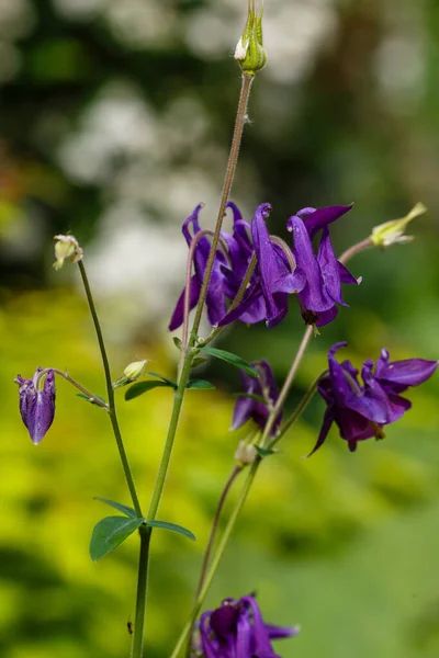 Aquilegia Vulgaris European Columbine Common Columbine Nebo Granny Nightcap Jarní — Stock fotografie