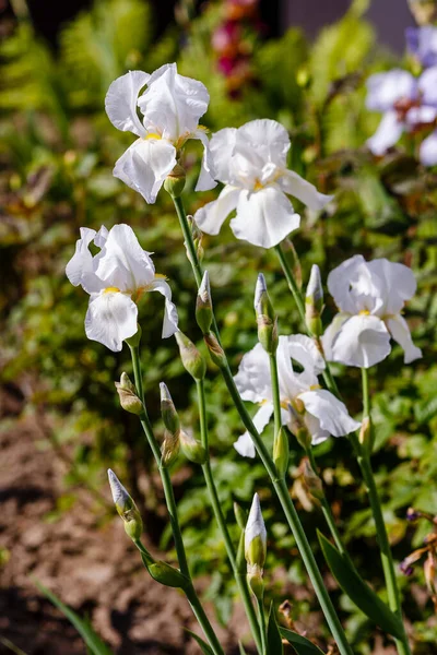 Blommor Skäggig Iris Iris Germanica Växande Tyska Iris Trädgården — Stockfoto