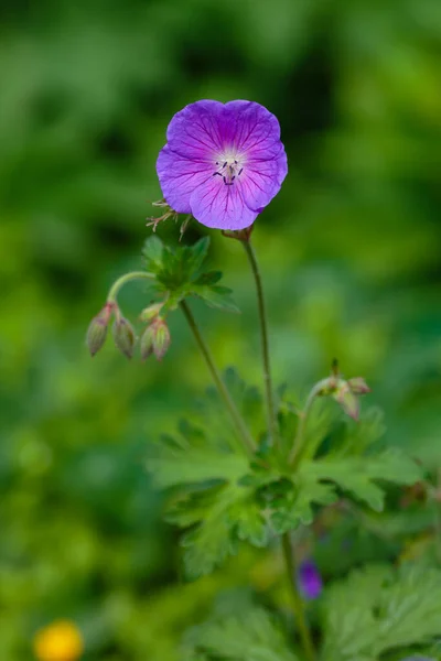 Geranium Pratense Kebun Bunga Pratense Geranium — Stok Foto