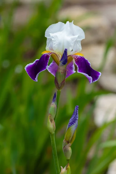 White Purple Flower Bearded Iris Iris Germanica Growing German Iris — Stock Photo, Image